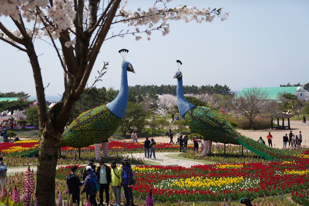 꽃지세계꽃박람회(차로 11분)